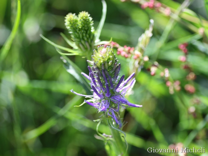 Phyteuma sp.